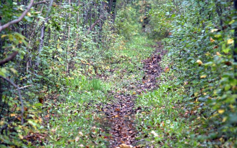 Into The Woods