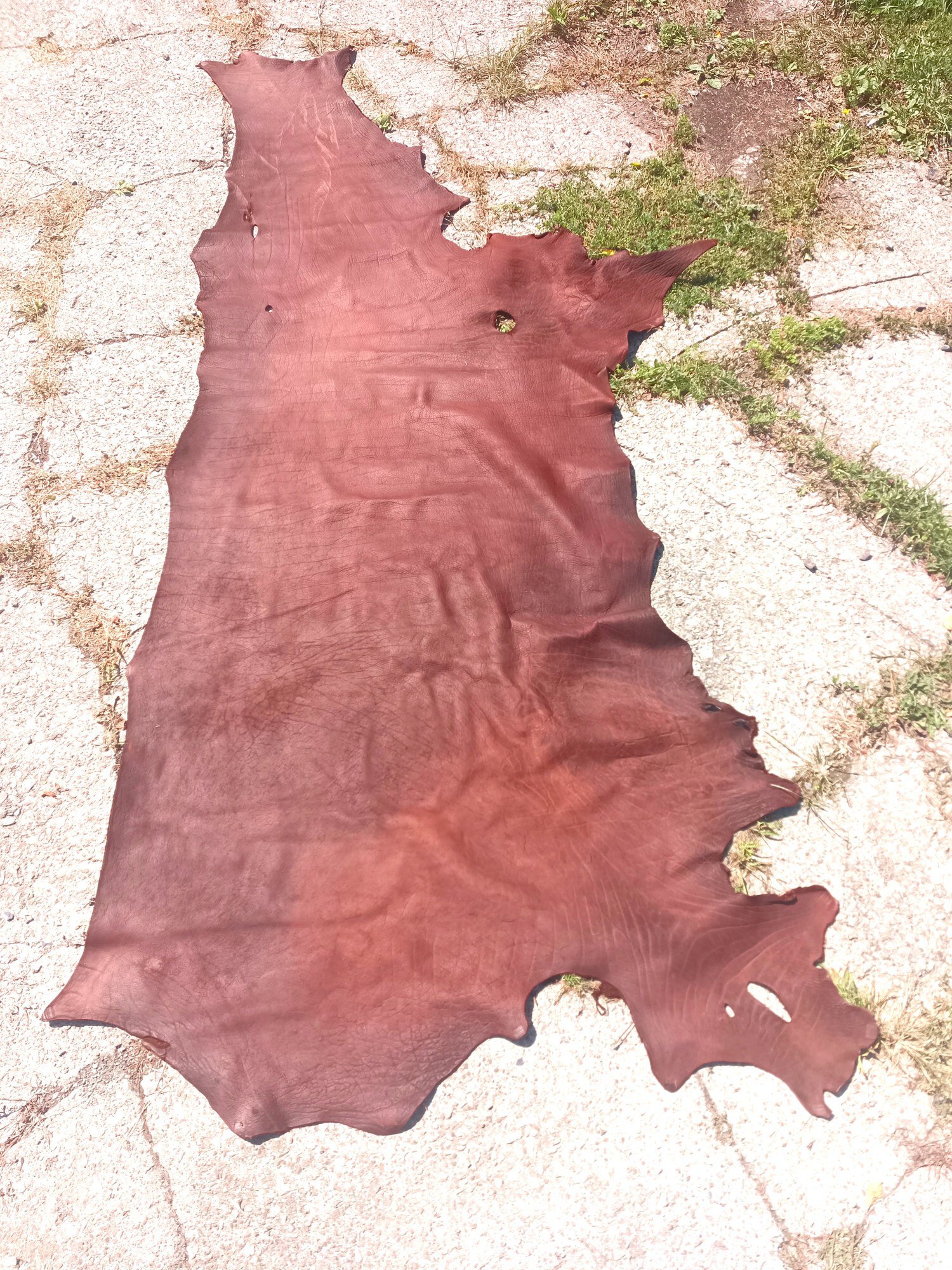 Raw bison hide leather on ground for crafting or tanning.